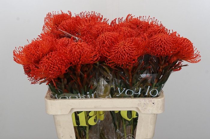 <h4>Nutans Painted Orange</h4>