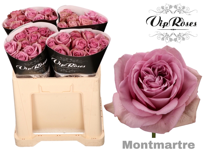 R GR MONT MARTRE+