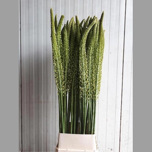 EREMURUS MONEYMAKER