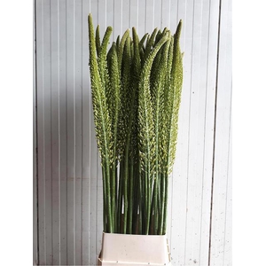 EREMURUS MONEYMAKER