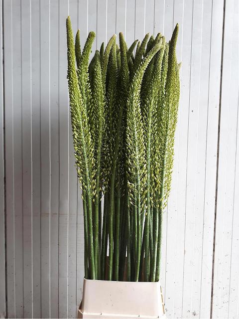 <h4>EREMURUS MONEYMAKER</h4>