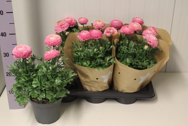 <h4>RANUN SPRINK PINK</h4>