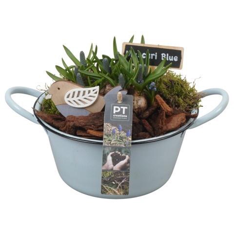 <h4>PTMB6122 Arrangement Muscari Blue in zink schaal</h4>