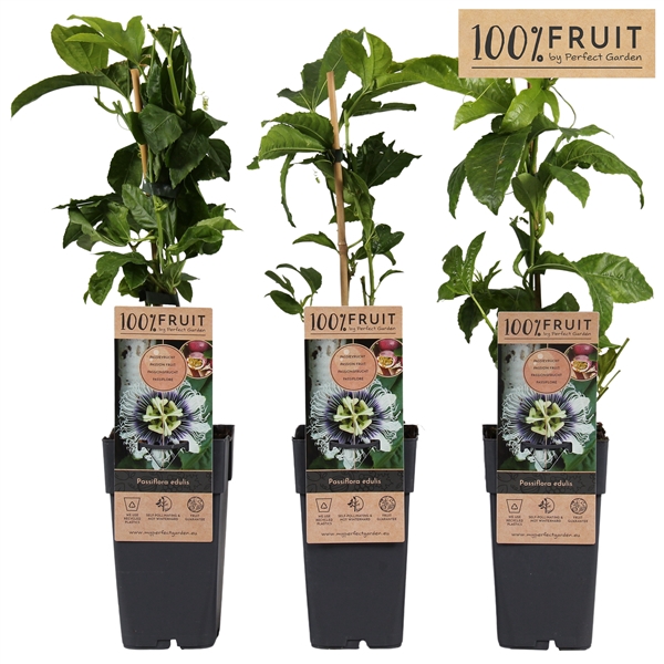 <h4>Passiflora Edulis P15</h4>