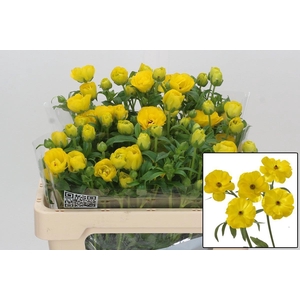 RAN BUTTERFL PHYTALO