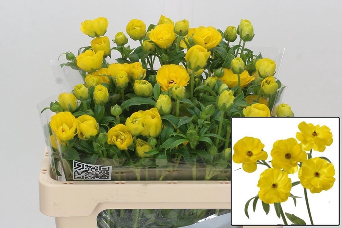 <h4>RAN BUTTERFL PHYTALO</h4>