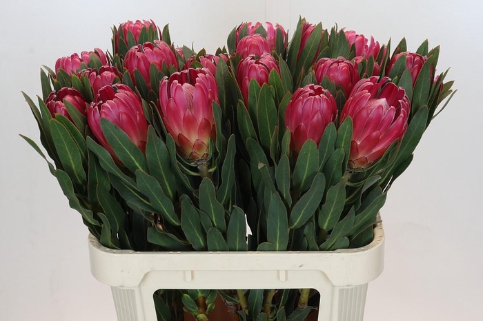 <h4>Protea Brenda</h4>