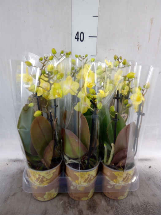 <h4>Phalaenopsis multi. 'FC SunnyShore'</h4>