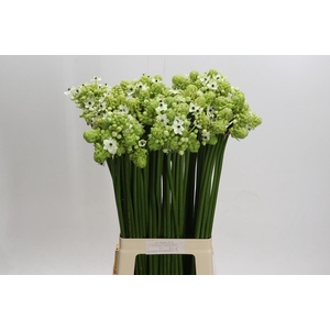 Ornithogalum Saundersiae