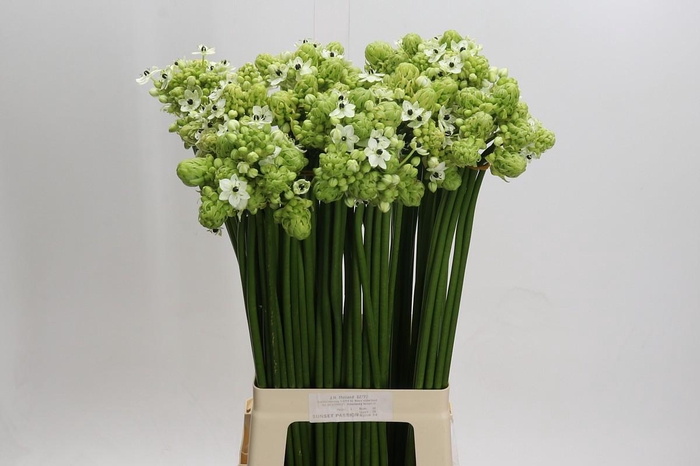 <h4>Ornithogalum Saundersiae</h4>