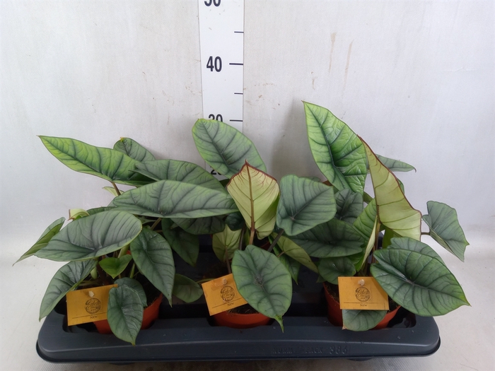 <h4>Alocasia   ...</h4>