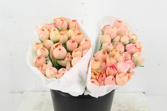 <h4>RAN SUCCES APRICOT</h4>