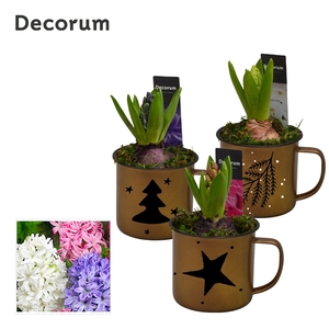 Arrangementen Hyacinthus 6%