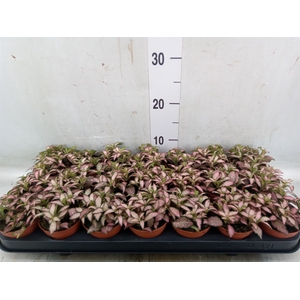 Fittonia  'Mosaic Zalm Forest Flam'