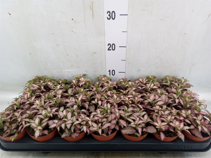 <h4>Fittonia  'Mosaic Zalm Forest Flam'</h4>