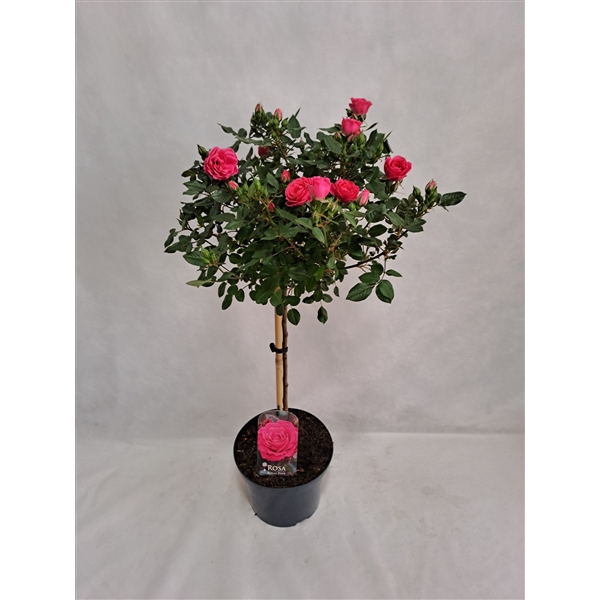 <h4>Roos op stam grootbloemig P23 55cm rood</h4>