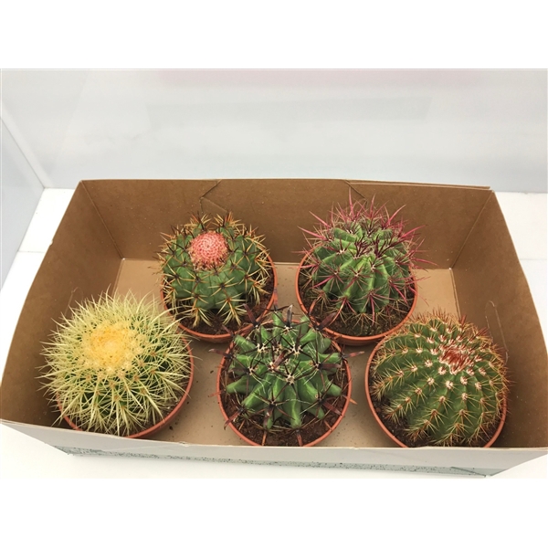 <h4>105 Cactus Schaal 16 cm Tenerife</h4>