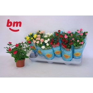 Rosa Beau Monde gemengd