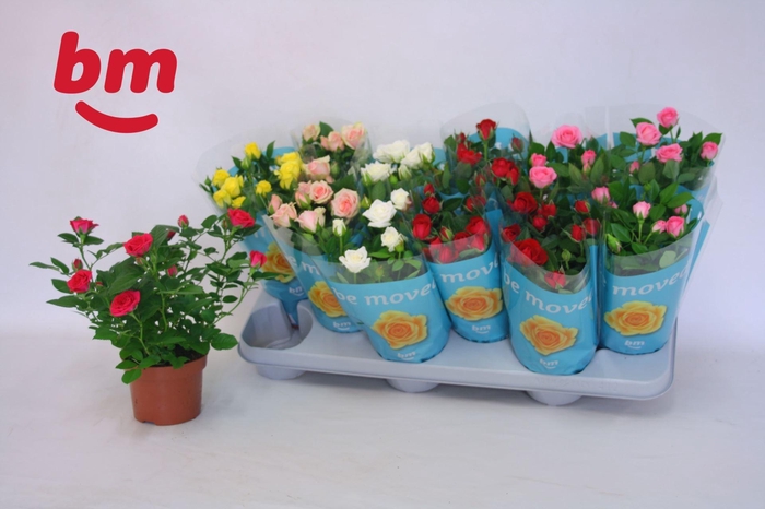 <h4>Rosa Beau Monde gemengd</h4>
