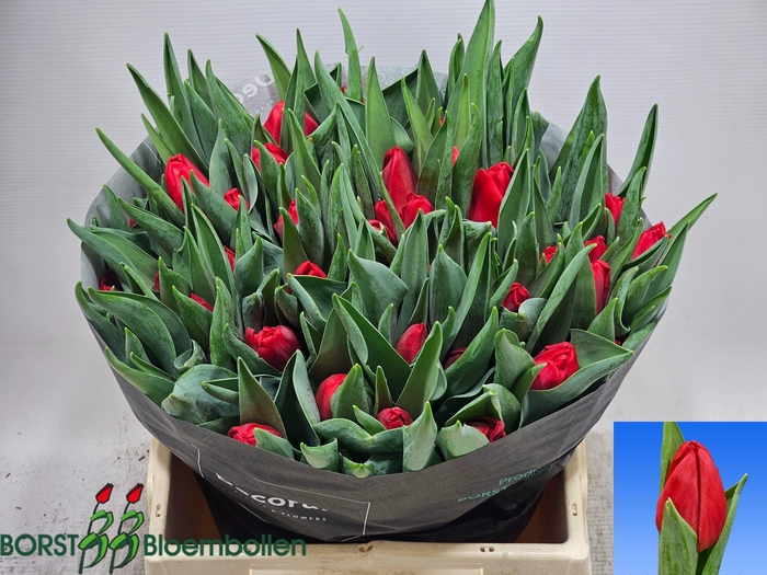 <h4>TU EN RED MAGIC</h4>