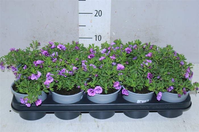 <h4>Calibrachoa Doubble Lavender</h4>