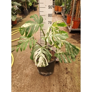 Monstera Deliciosa Variegata XL