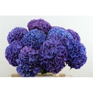 Hydr M Rodeo Purple 60-18