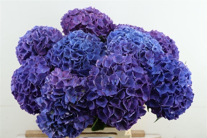 <h4>Hydr M Rodeo Purple 60-18</h4>