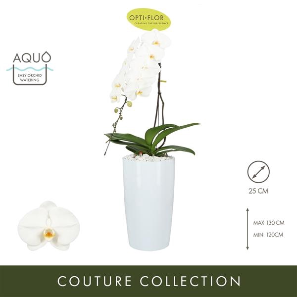 <h4>Formidablo N°15 Aqua Care</h4>