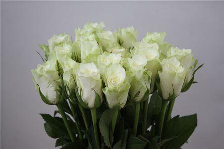 <h4>R Gr Athena</h4>