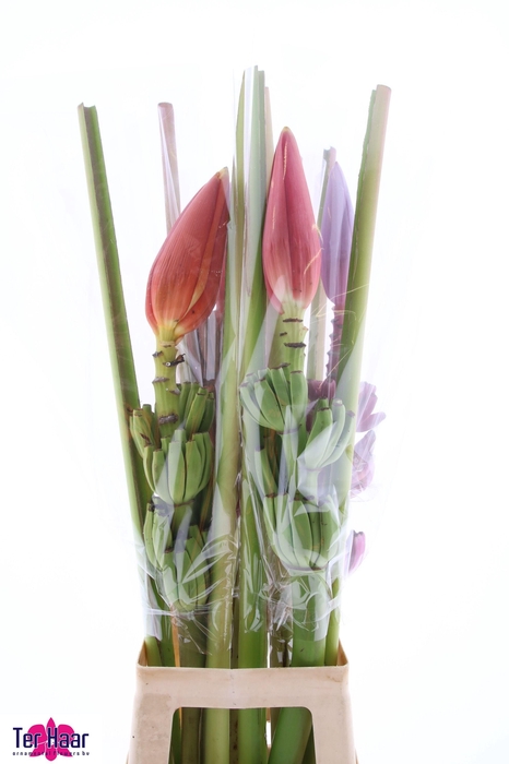 <h4>MUSA ORNATA</h4>