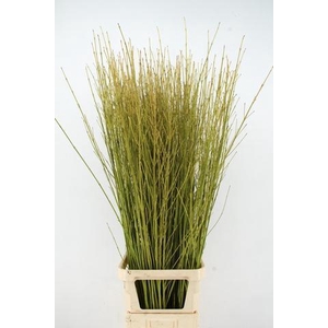 CORNUS S FLAVIRAMEA 140CM