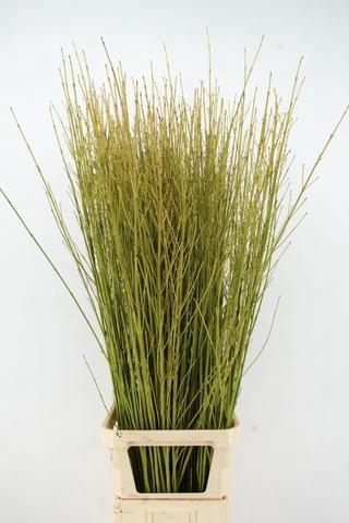 <h4>CORNUS S FLAVIRAMEA 140CM</h4>