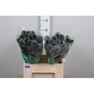 Eryn Scorpiu Questar