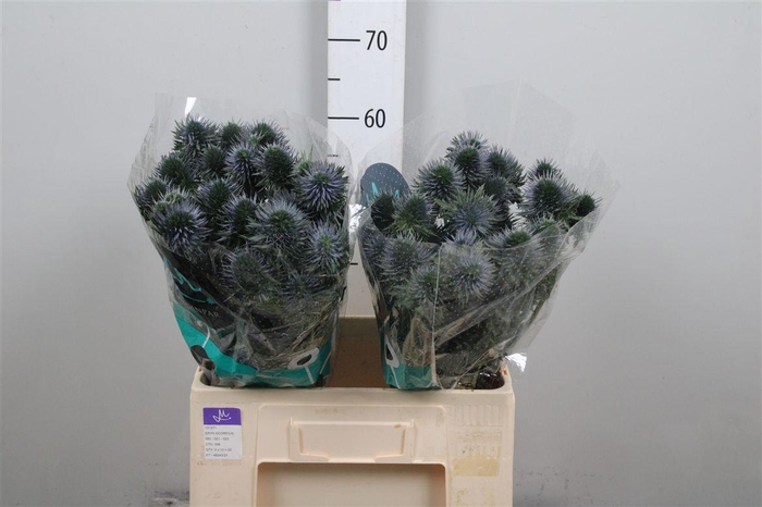 <h4>Eryn Scorpiu Questar</h4>