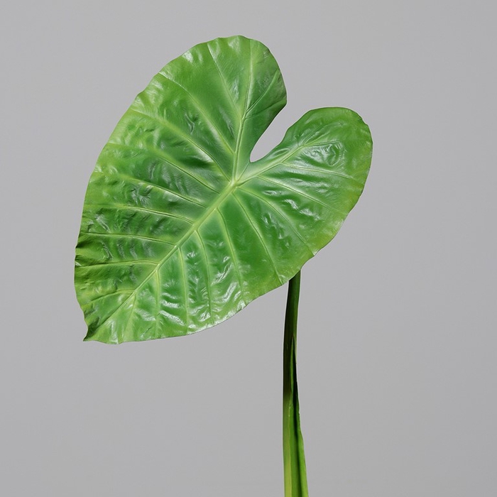 <h4>Alocasia leaf green</h4>