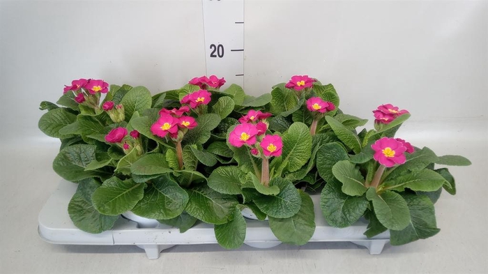 <h4>Primula elat.</h4>