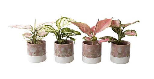 AGLAONEMA MIX P6 l 65830