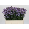 Limonium sinuatum Donau Birds