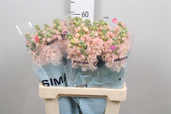 <h4>Matth Iron Apricot</h4>