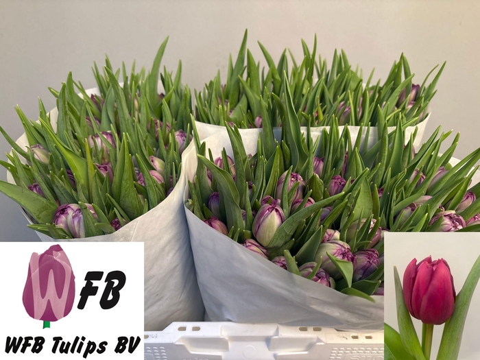 <h4>TU DU PYTHON</h4>