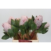 Protea Cynaroides