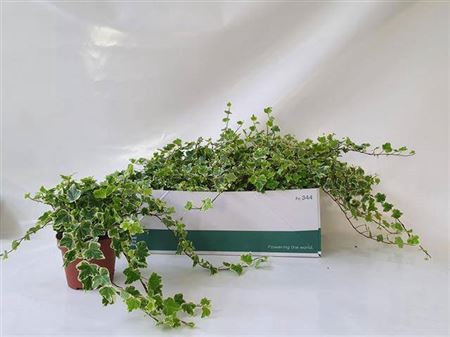 <h4>Hed He White Wonder</h4>