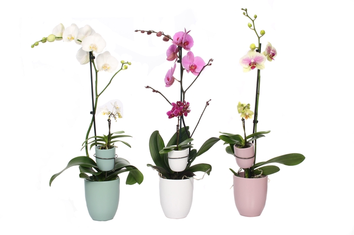 <h4>Hugo Hotel Mix Phal Mix 1T+ Tiny Dolls 1T</h4>