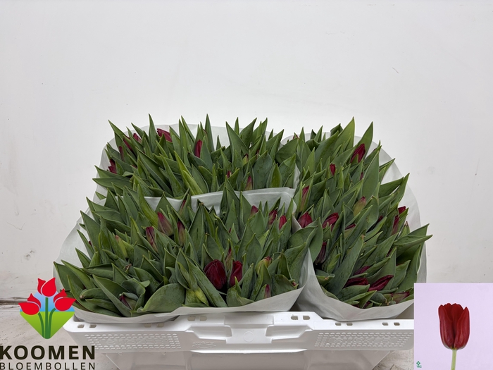 <h4>TU EN SEADOV</h4>