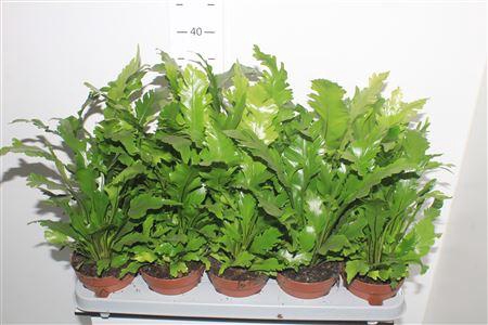 <h4>Asple Ni Crissie</h4>