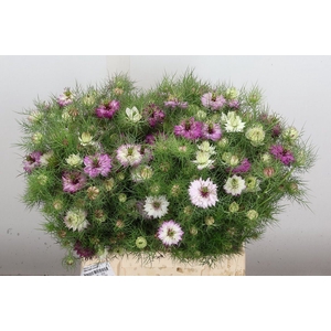 Nigella damas.   ... rose /bos