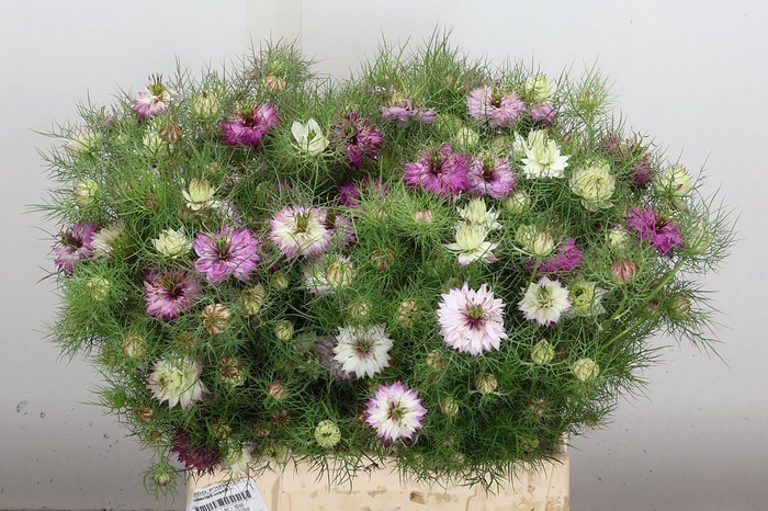 Nigella damas.   ... rose /bos