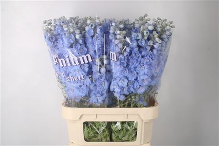 <h4>Delph El Dewi Boy Pale Blue</h4>
