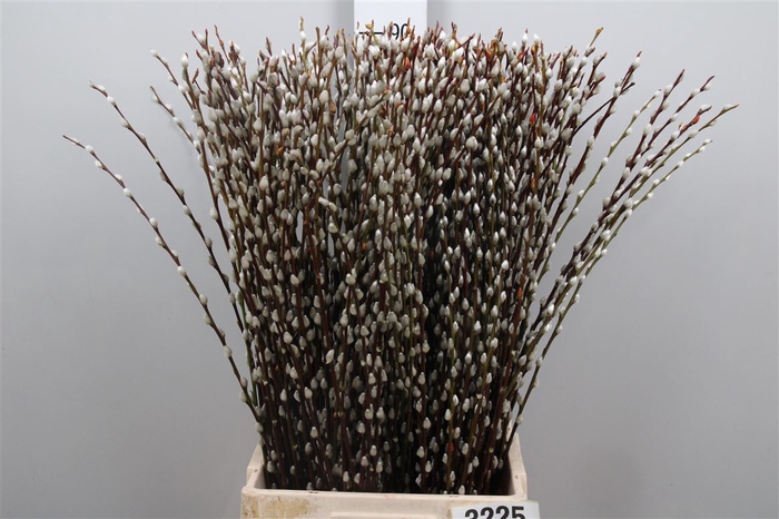 <h4>Salix Wilgenkatjes</h4>